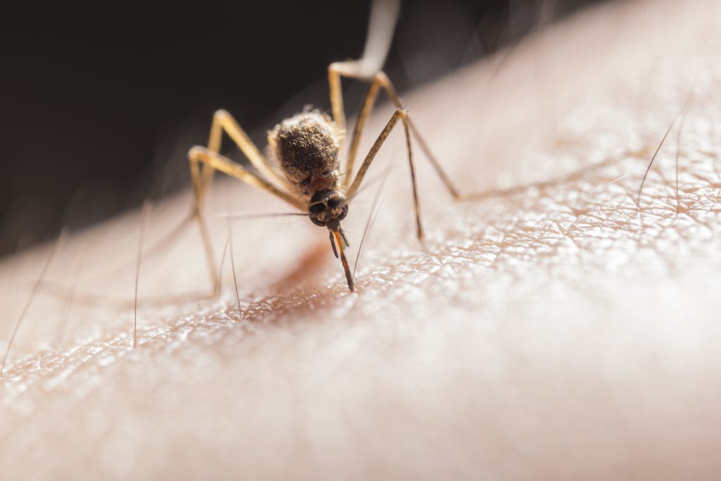 The Latest “Buzz” on Mosquitos in Regina