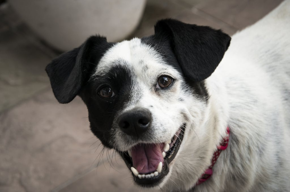 Canada Post Asking Dog Owners to help protect letter carriers