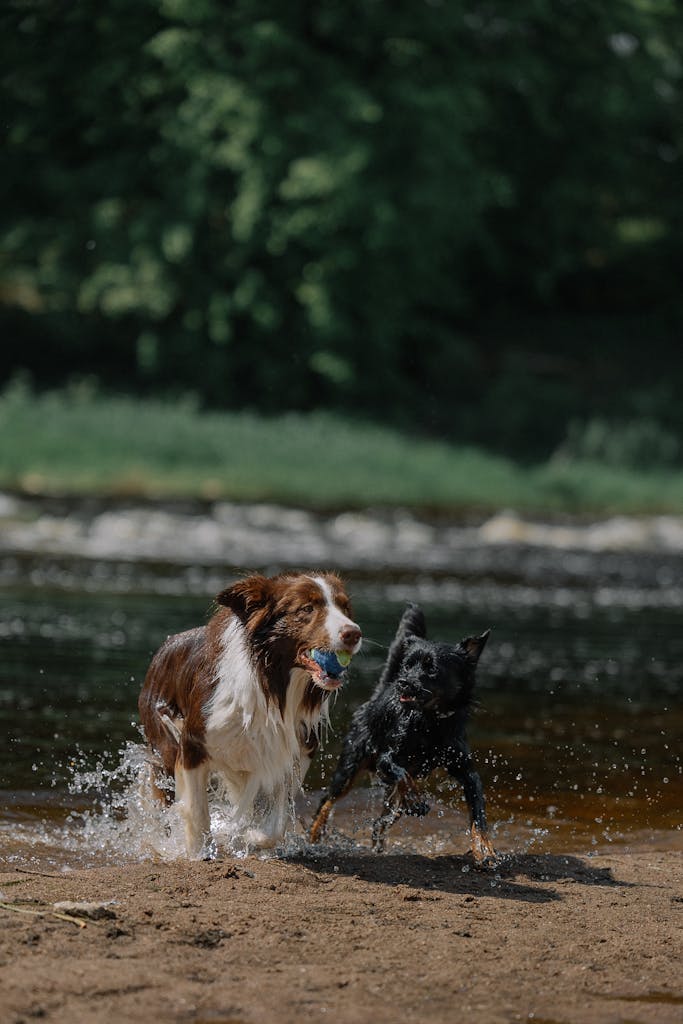 Two dogs playing in the water near a river