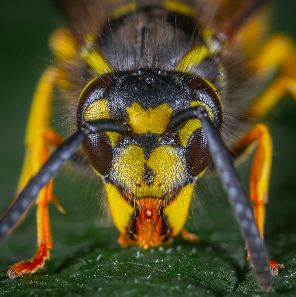 Diet, demographics behind late-summer wasp outbreak on Prairies