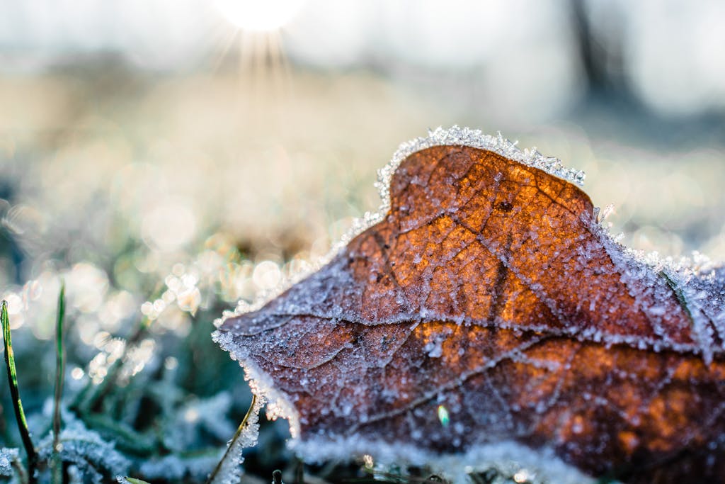 A week of cooler temperatures and overnight frost ahead