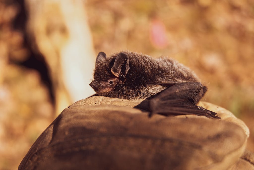 Finding the Beauty in Bats